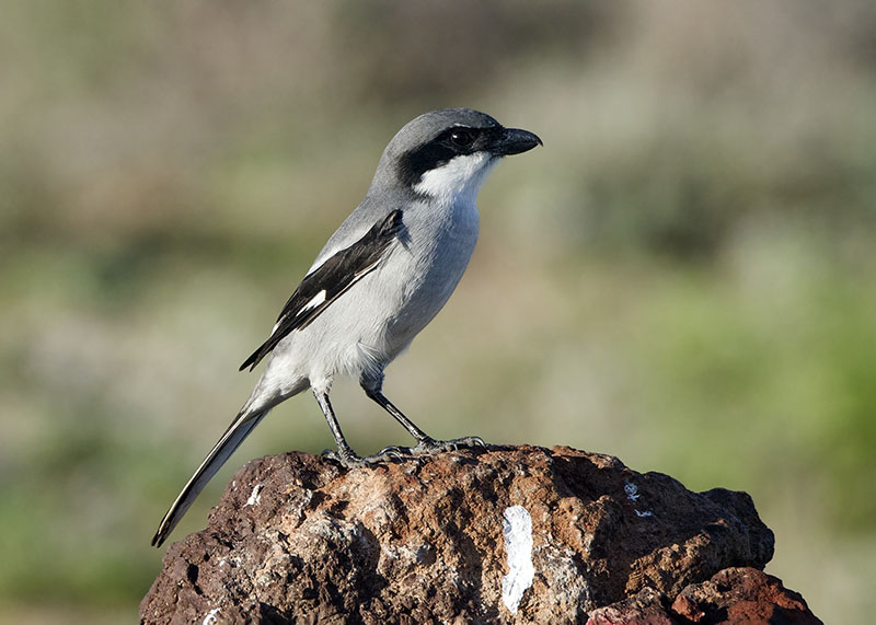 Averla maggiore (Lanius excubitor ssp koenigi)